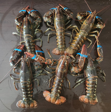 Lobster Six Pack (Live)