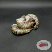 Raw Black Tiger Shrimp (Shell-On & Deveined)