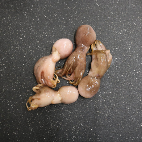 Baby Octopus