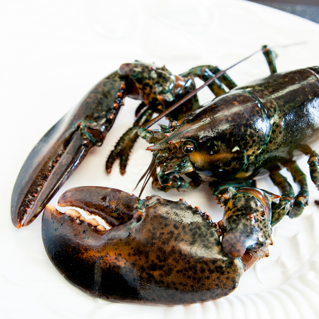 Lobster Live Canadian Atlantic "Halves" (1.61 lb avg. @ $24.99/lb)