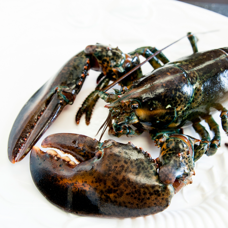 Lobster Live Canadian Atlantic "Halves" (1.61 lb avg. @ $19.99/lb)