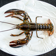 Lobster Live Canadian Atlantic "Chix" (1.12 lb avg. @ $15.99/lb)