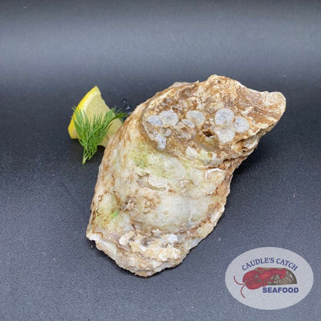 Fresh Jumbo Choice Malpeque Oysters