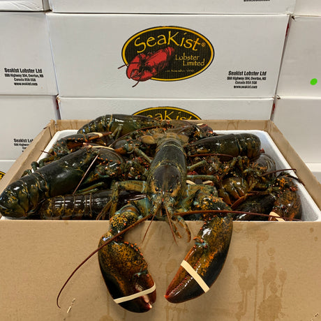 Lobster Six Pack (Live)