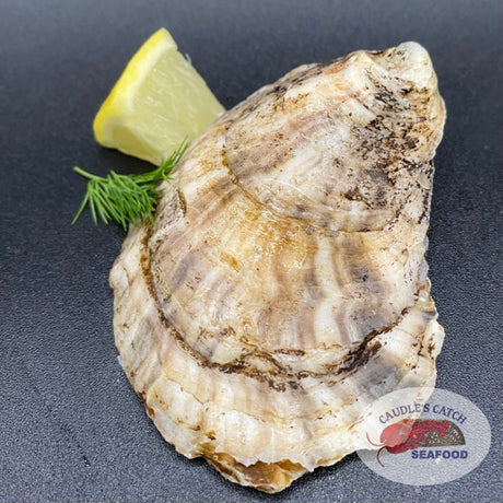 Fresh Rustico Oysters