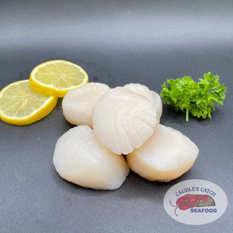 Fresh Large Sea Scallops