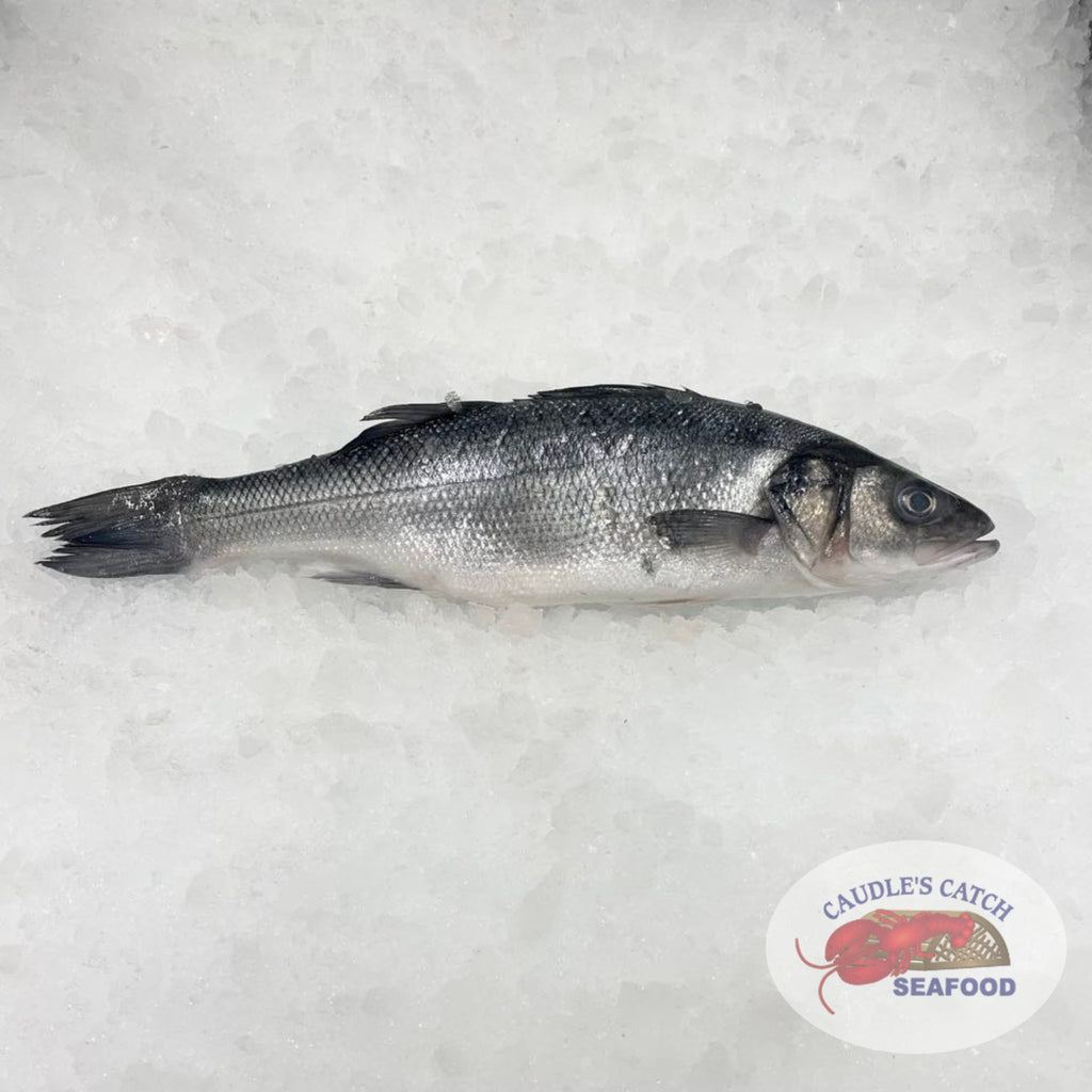 Fresh Whole European Sea Bass