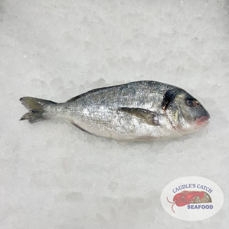 Fresh Whole European Sea Bream