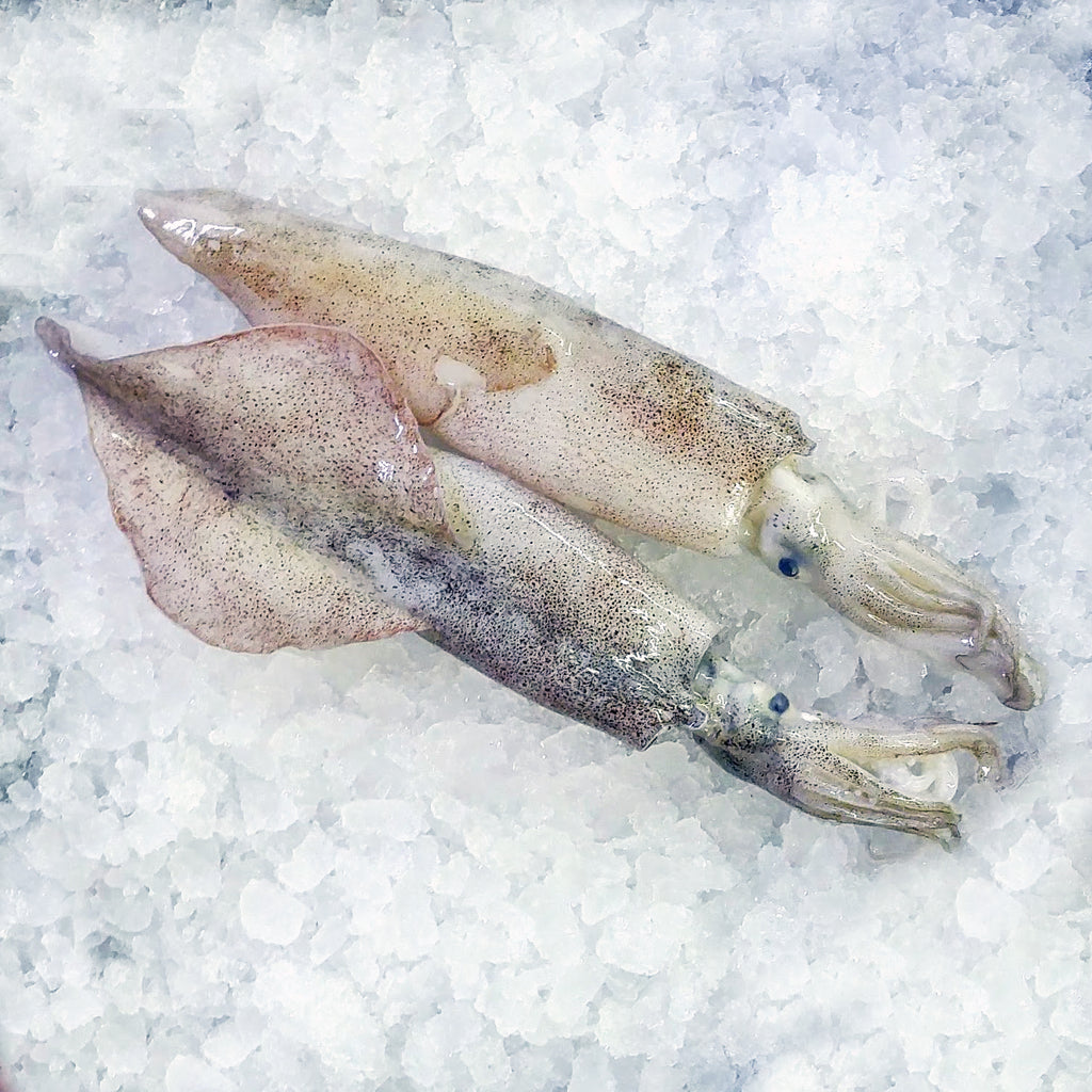 Fresh Whole Squid