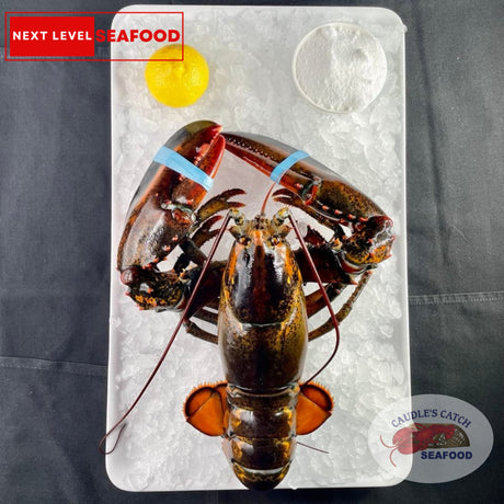 Lobster Live Canadian Atlantic "Selects" (2.15 lb avg @ $21.99/lb)