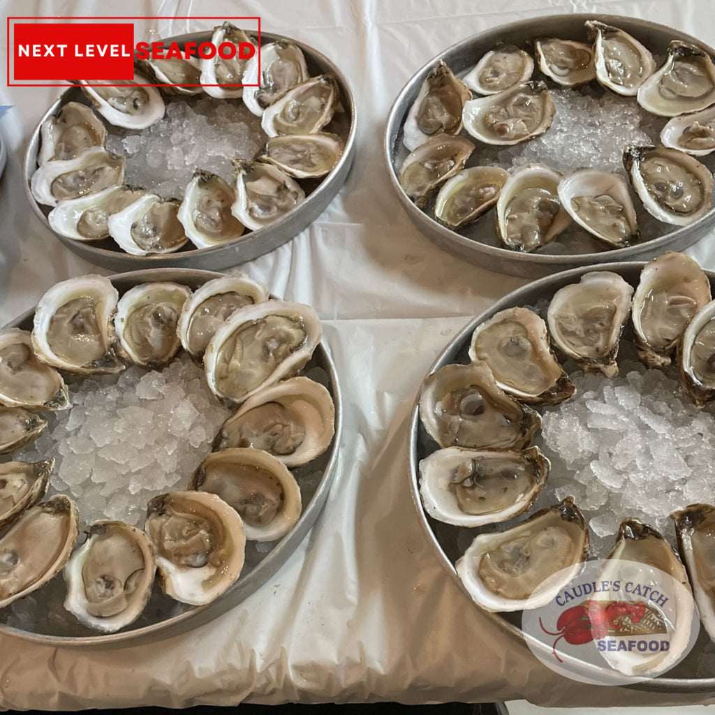 Freshly Shucked Oysters