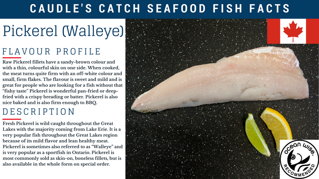 Fish Facts: Pickerel (Walleye)