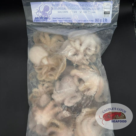 Baby Octopus