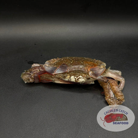 Softshell "Blue" Crab