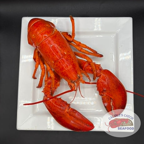 Lobster Cooked Canadian Atlantic "Quarters" (1.31 lb avg. Live Weight @ $17.99/lb)