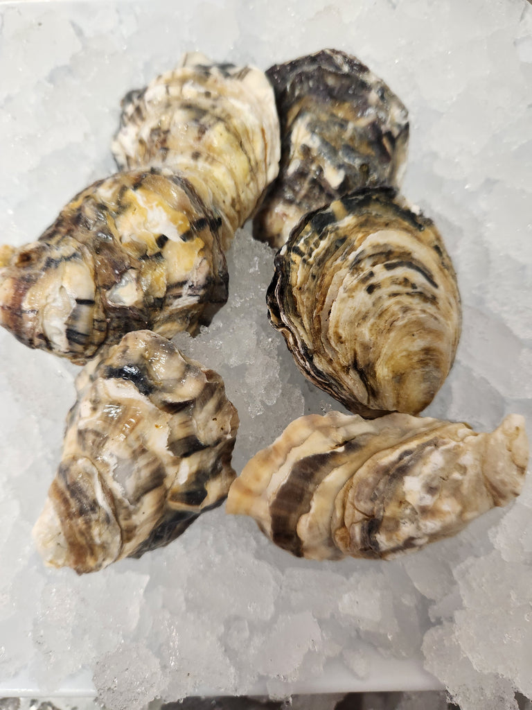 Fresh "Gwi Gwi" Oysters