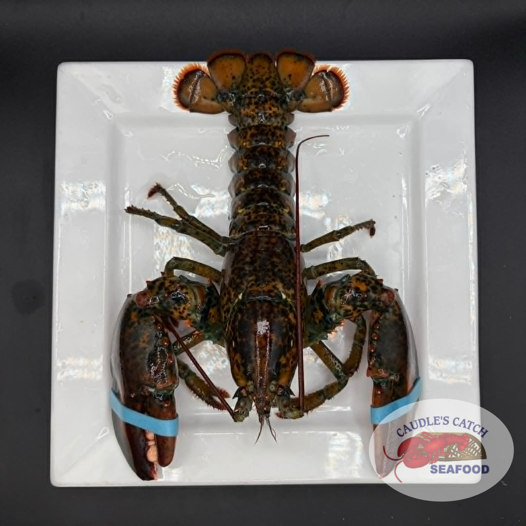 Lobster Live Canadian Atlantic "Chix" (1.12 lb avg. @ $16.99/lb)