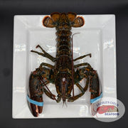 Lobster Live Canadian Atlantic "Chix" (1.12 lb avg. @ $16.99/lb)