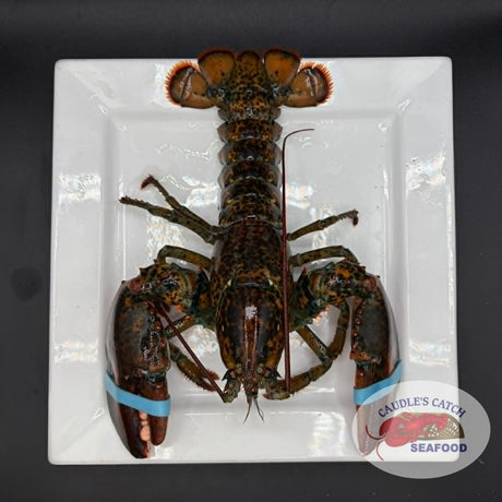 Lobster Live Canadian Atlantic "Chix" (1.12 lb avg. @ $16.99/lb)