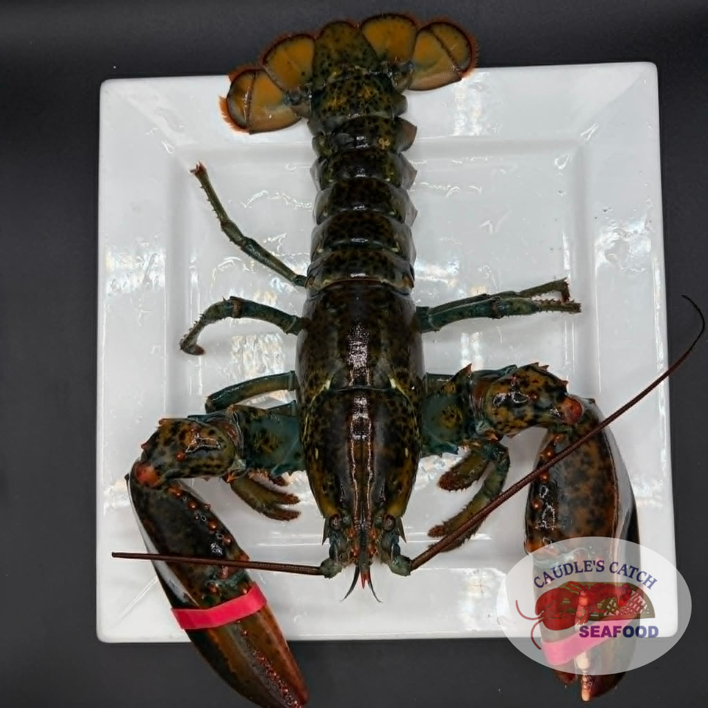 Lobster Live Canadian Atlantic "Halves" (1.61 lb avg. @ $19.99/lb)