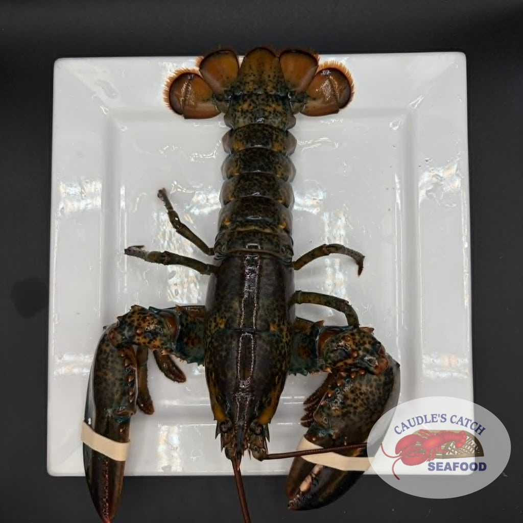 Lobster Live Canadian Atlantic "Quarters" (1.32 lb avg. @ $17.99/lb)