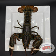 Lobster Live Canadian Atlantic "Quarters" (1.32 lb avg. @ $17.99/lb)