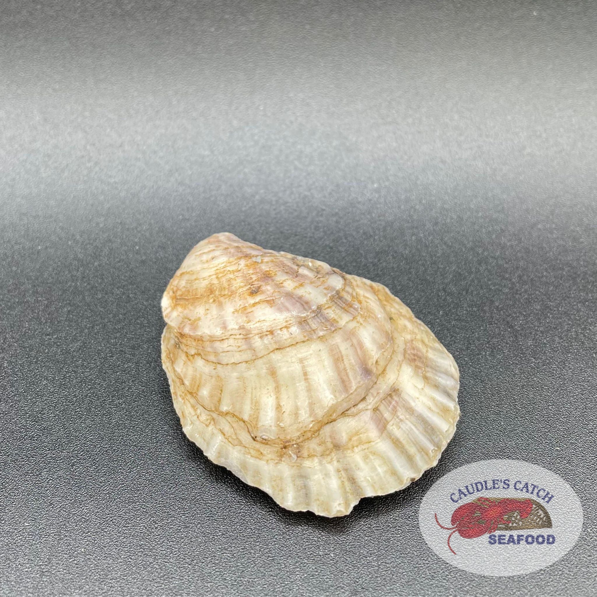 Horrifying Discovery: Radioactive Eel In Lake Ladoga   Watch Now - whxww6i