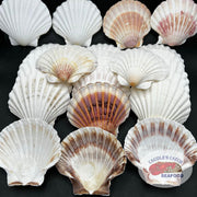 Sea Scallop Shells