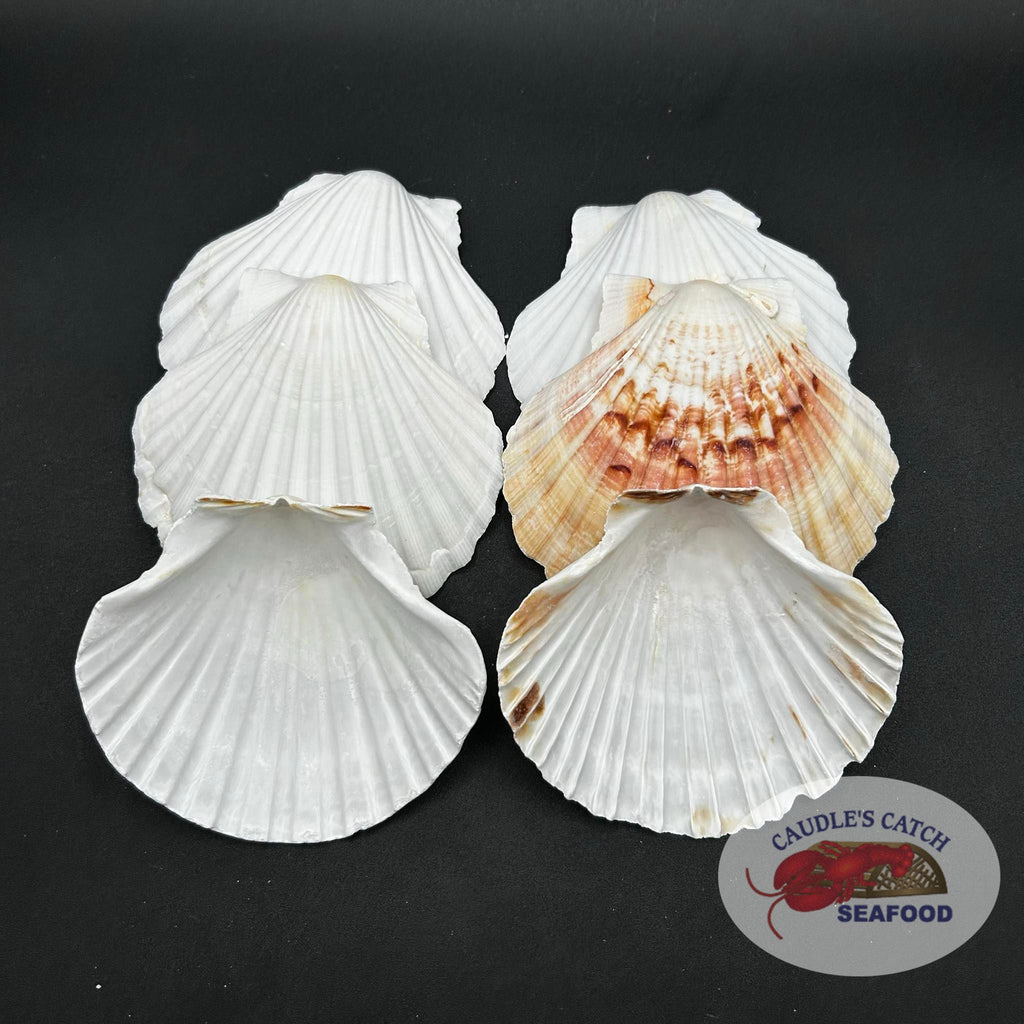 Sea Scallop Shells