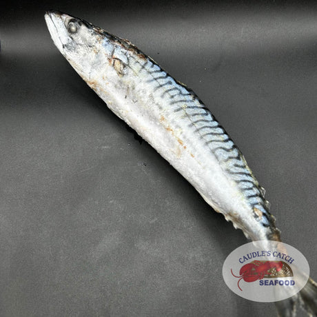 Whole Frozen Atlantic Mackerel