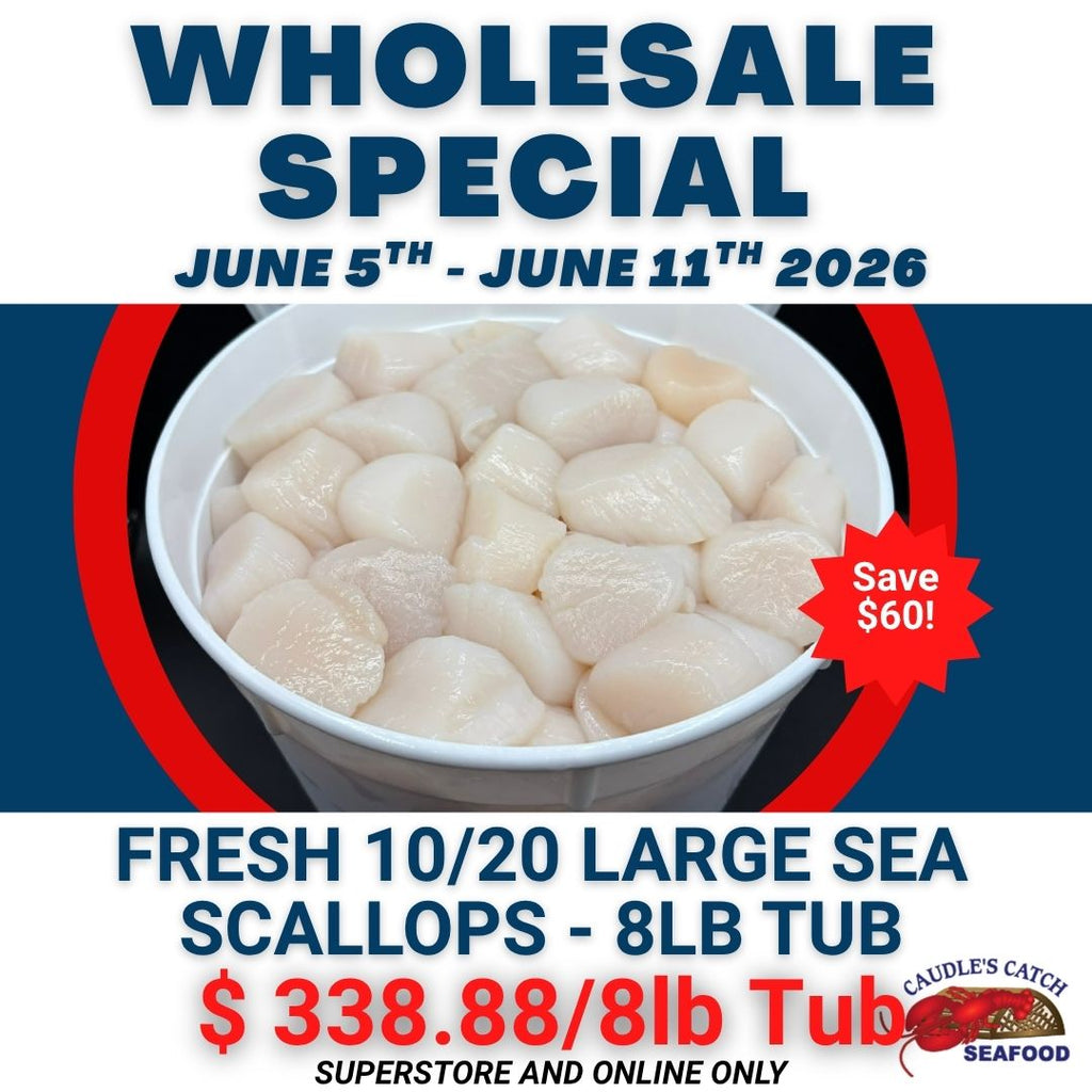 Wholesale Special: Fresh Large Sea Scallops 10/20ct (8lb Tub)