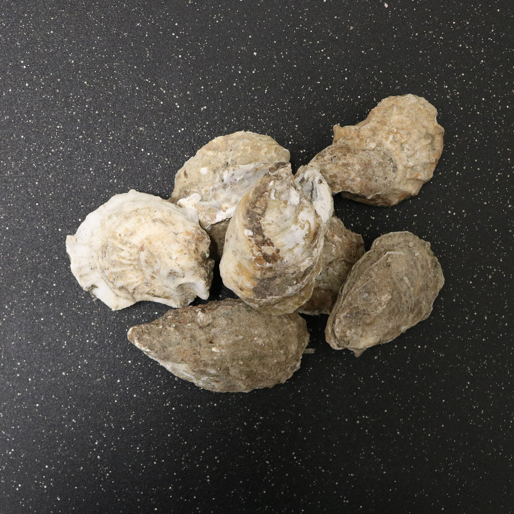 Fresh Wickedly Wild Oysters