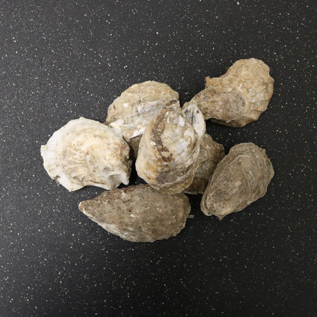 Fresh Wickedly Wild Oysters