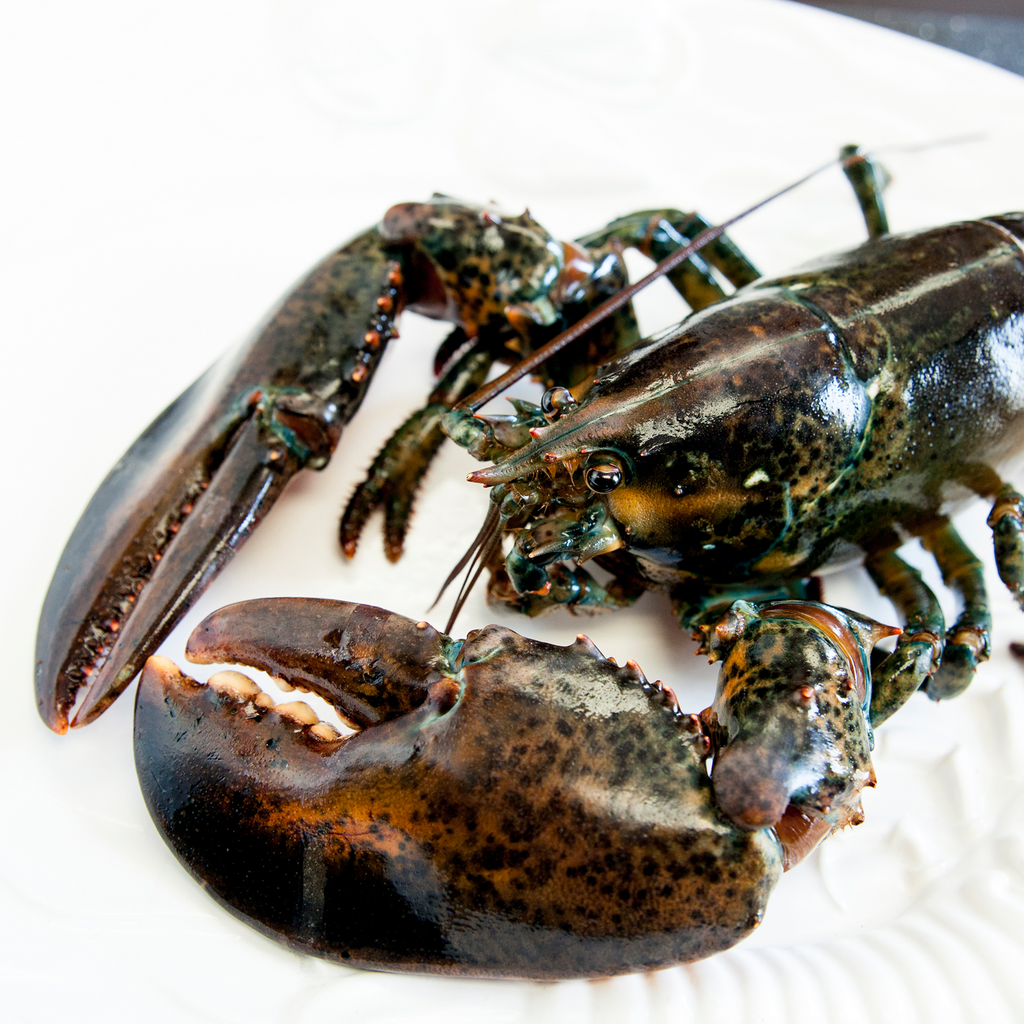 Lobster Live Canadian Atlantic "Halves" (1.61 lb avg. @ $23.99/lb)