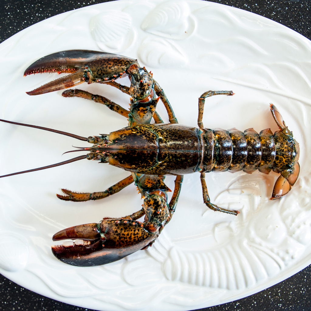 Lobster Live Canadian Atlantic "Quarters" (1.32 lb avg. @ $14.99/lb)