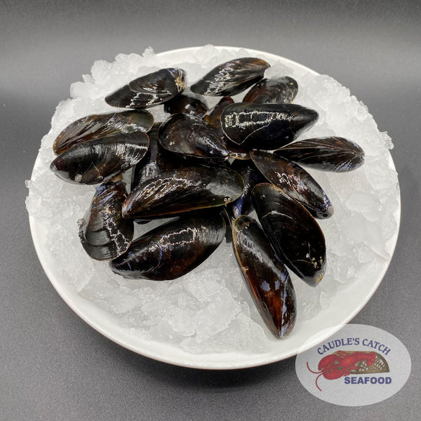 Live Salt Spring Mussels Live Mussels Fresh New Zealand Live Mussels Just Arrived And