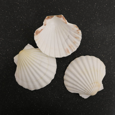 Sea Scallop Shells