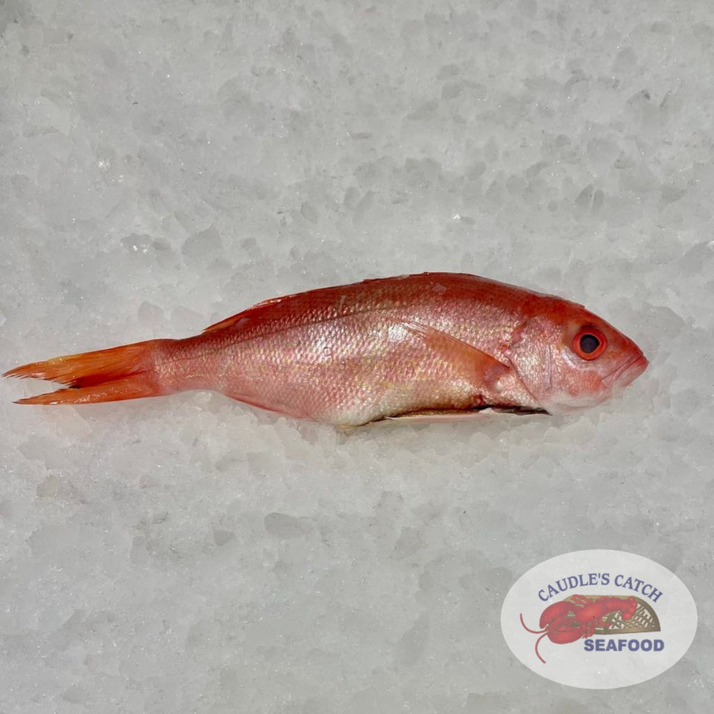 Whole B-Liner Red Snapper