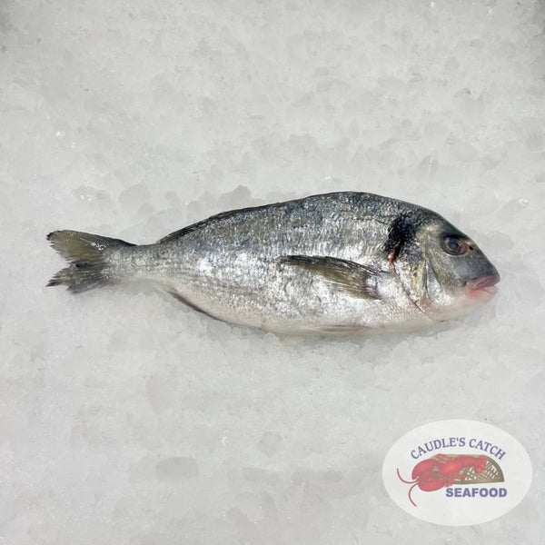 Stan's Bait & Tackle Center - SHAD!!! Our Spring shipment recently came in.  We have fresh (for the next few days) whole fish; we also have plenty frozen  whole & cut Shad.