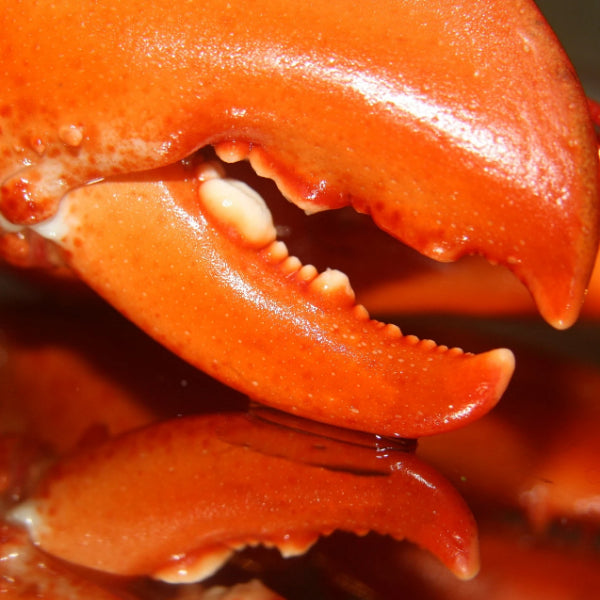 Cooked Canadian Lobster Claws Toppits Brand